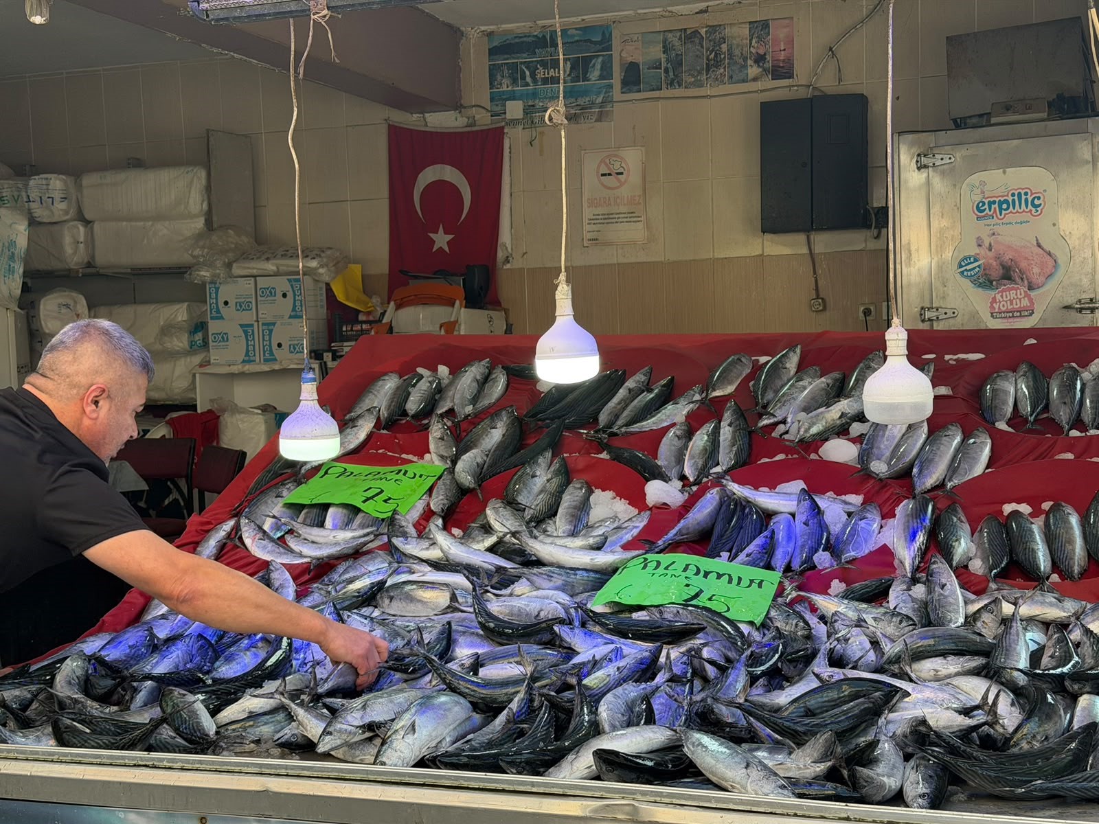 Sinop’un Türkeli ilçesinde balık tezgâhlarında yaşanan palamut bolluğu, fiyatlara da